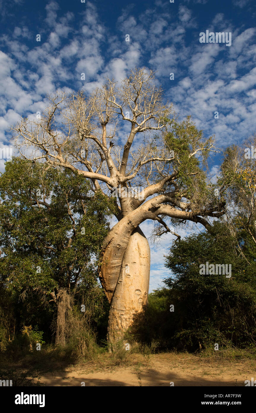 Les baobabs amoureux, du Grandidier baobab, Adansonia grandidieri, près de Morondava, Madagascar Banque D'Images