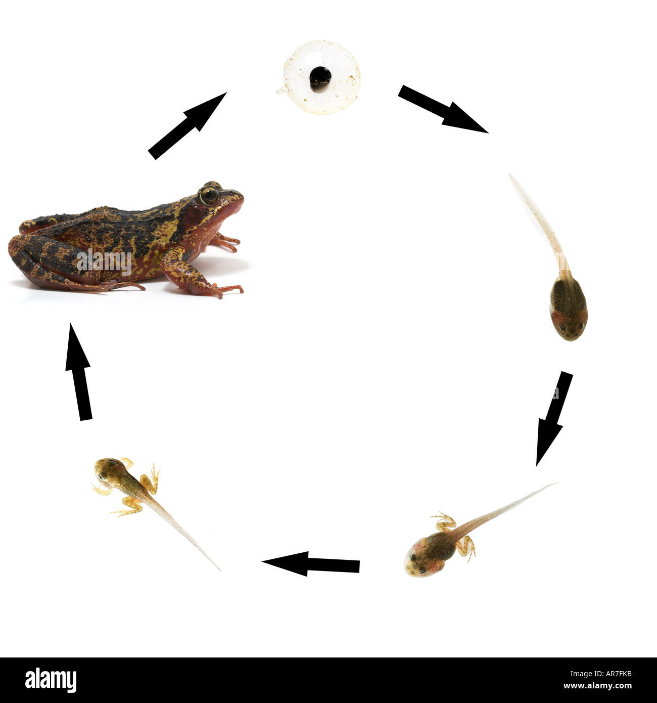 Grenouille commune séquence du cycle de développement montrant frogspawn via têtard en grenouille Rana temporaria adultes Banque D'Images