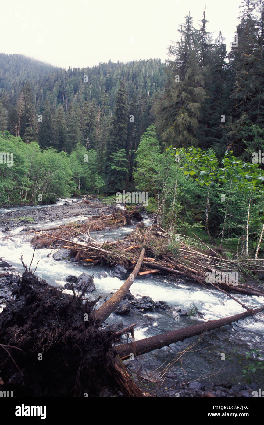 Rivière qui coule sur le sentier de la vallée enchantée Parc National Olympique Pacific Northwest Washington Banque D'Images