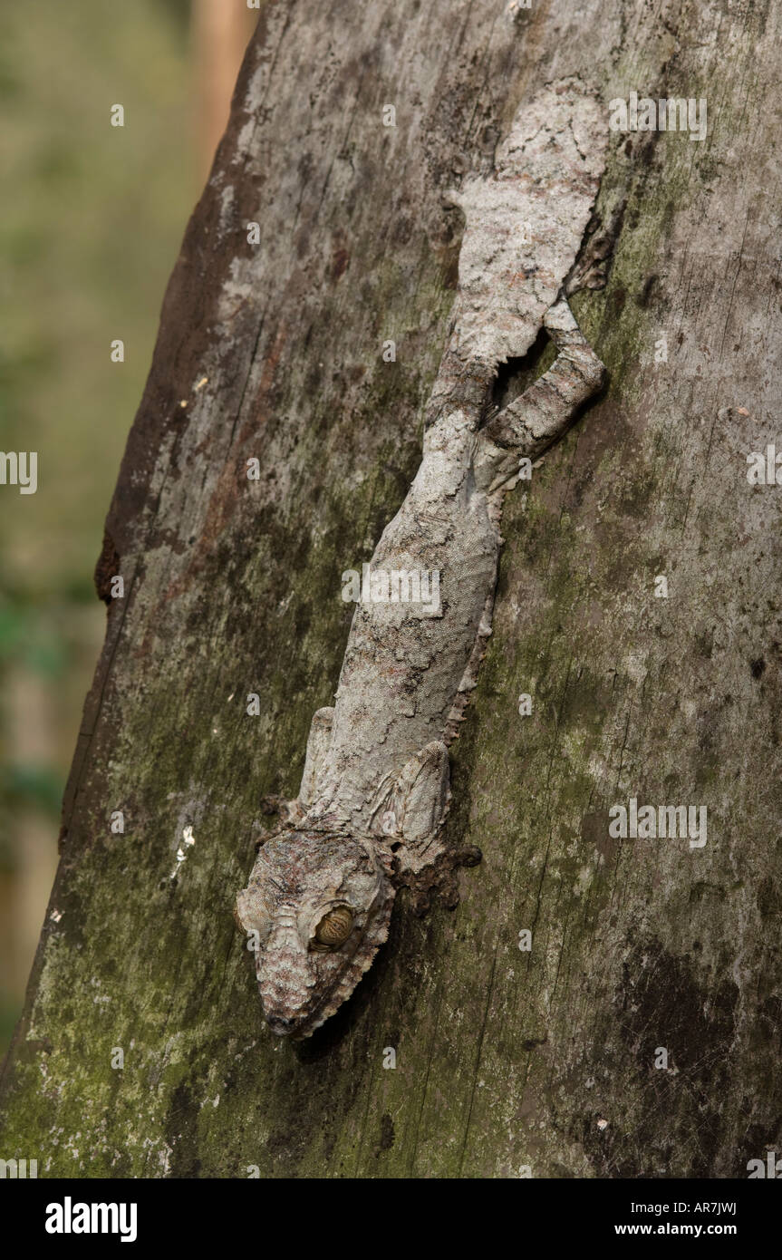 Mossy gecko à queue de feuille, Uroplatus sikorae, Pereyras Nature Farm, Madagascar Banque D'Images
