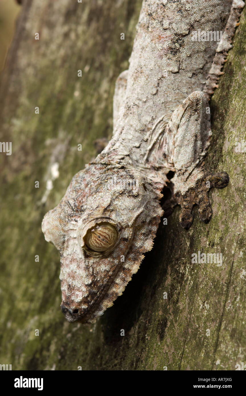Mossy gecko à queue de feuille, Uroplatus sikorae, Pereyras Nature Farm, Madagascar Banque D'Images