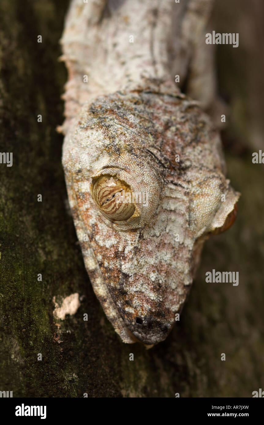 Mossy gecko à queue de feuille, Uroplatus sikorae, Pereyras Nature Farm, Madagascar Banque D'Images