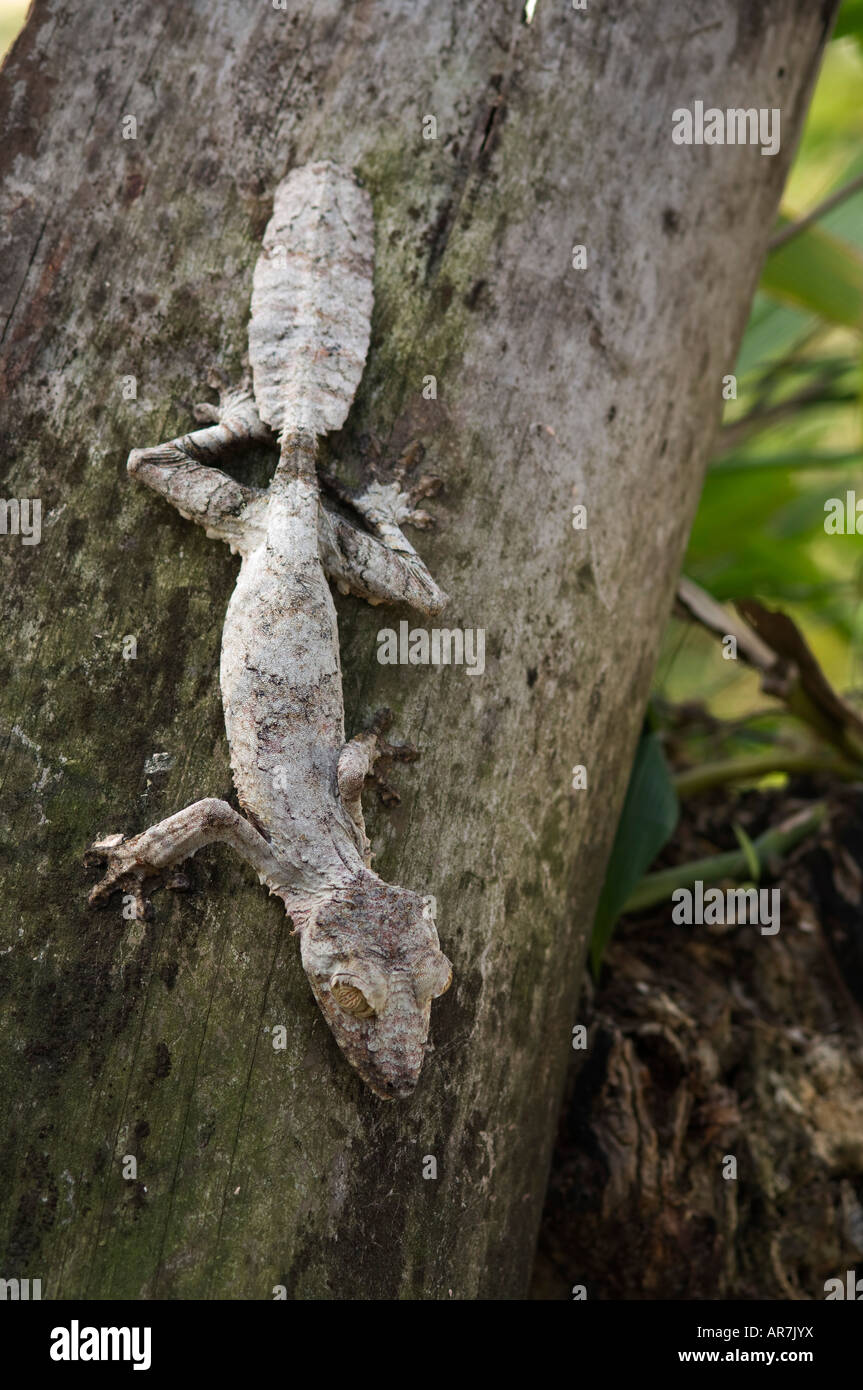 Mossy gecko à queue de feuille, Uroplatus sikorae, Pereyras Nature Farm, Madagascar Banque D'Images