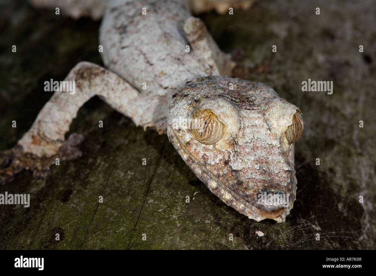 Mossy gecko à queue de feuille, Uroplatus sikorae, Pereyras Nature Farm, Madagascar Banque D'Images