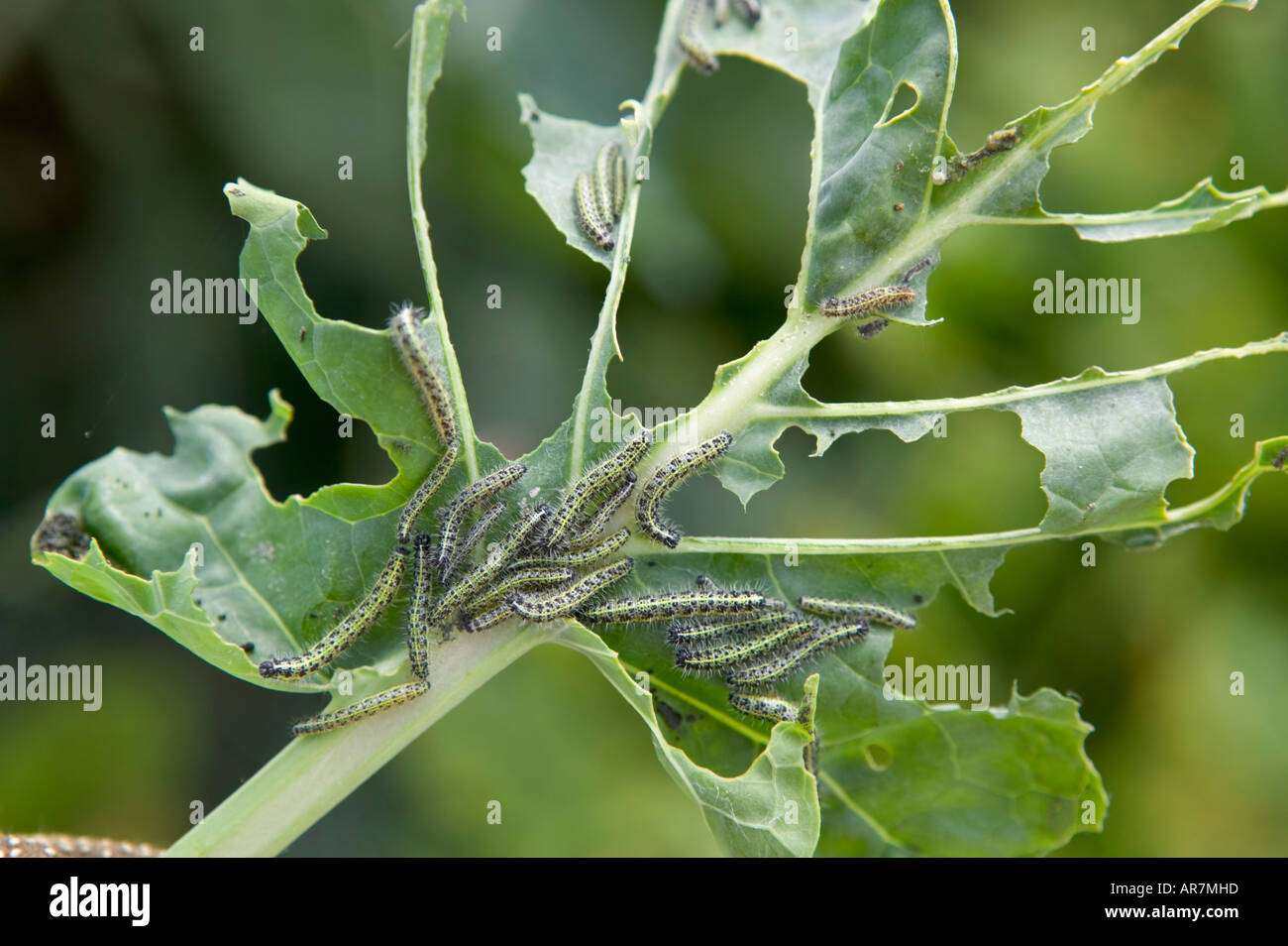 Les dégâts causés par les insectes nuisibles sur les choux Banque D'Images