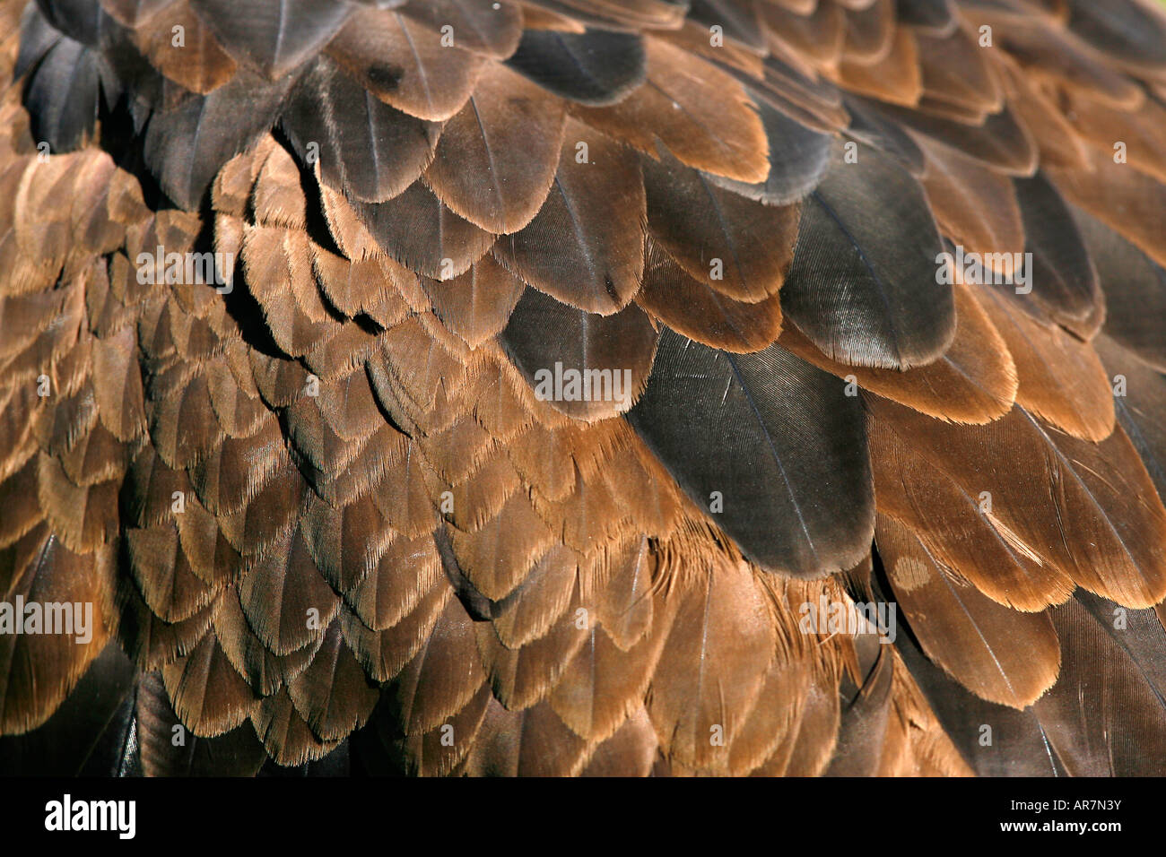 Un pygargue à tête blanche Haliaeetus leucocephalus également connu sous le nom de American Eagle photographié dans la réserve naturelle Cabarceno, le nord de l'Espagne Banque D'Images