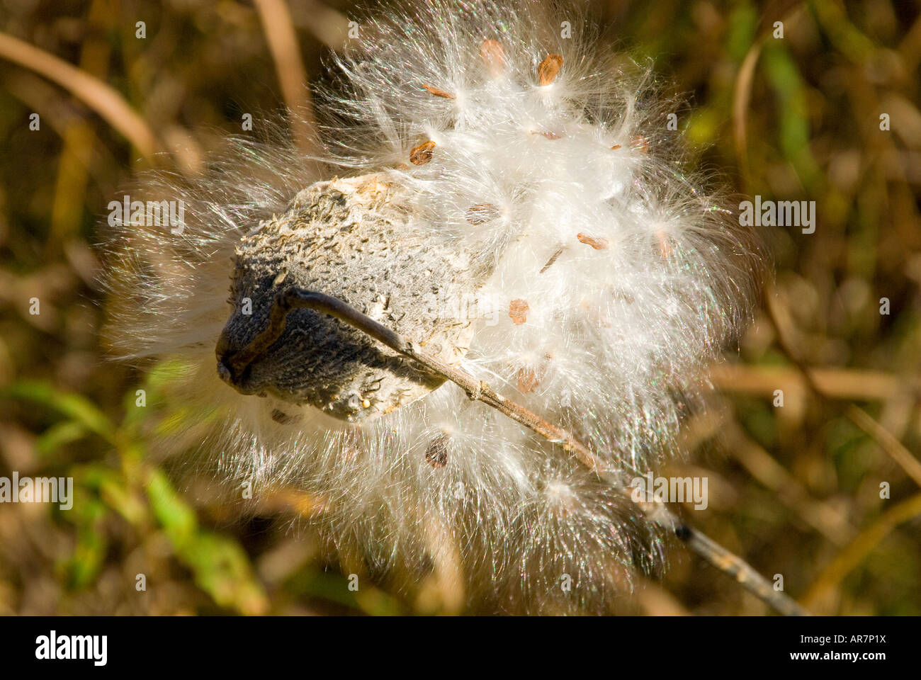 Pod'asclépiade (Asclepias syriaca) Ouverture Banque D'Images