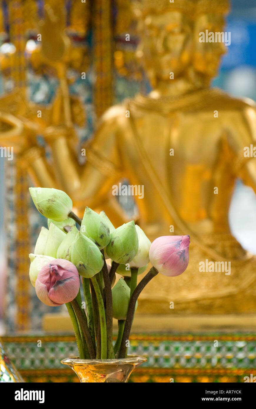 Les fleurs de lotus offerts au sanctuaire d'Erawan Bangkok Thaïlande un brahmane de culte qui a eu lieu à beaucoup de respect par les Thaïlandais Banque D'Images