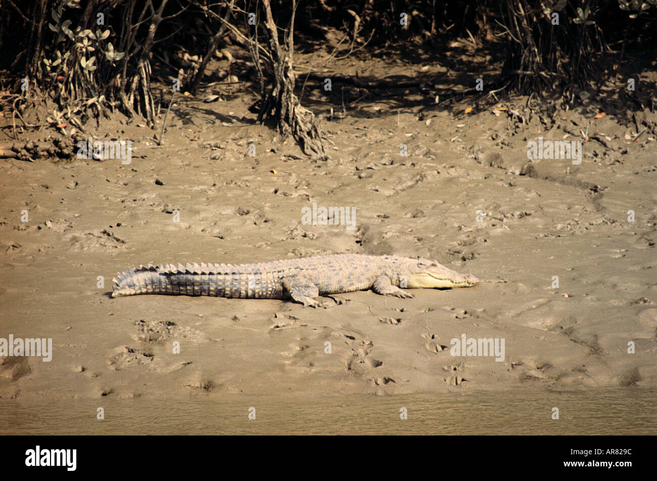 Sunderbans Wildlife Sanctuary crocodile à l'ouest du Bengale en Inde Banque D'Images