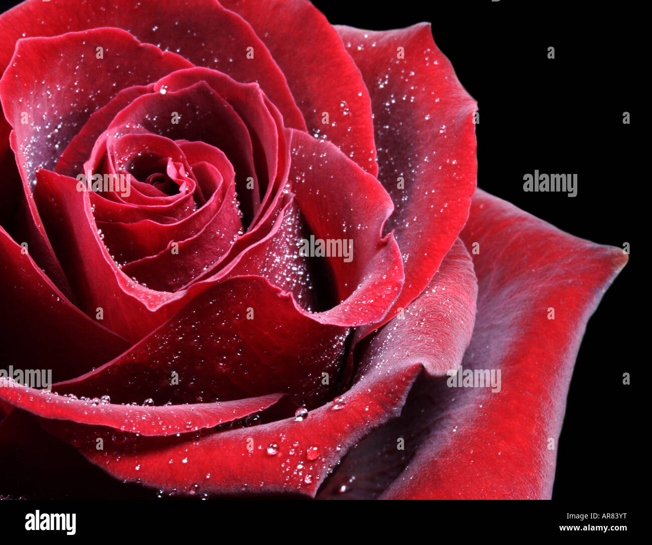 Rose rouge Banque D'Images