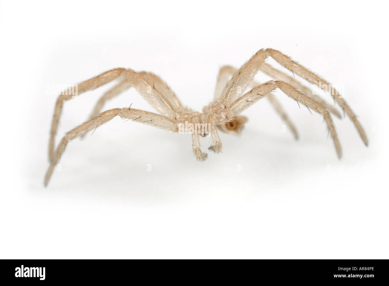 Araignée en mue Banque d'images détourées - Alamy