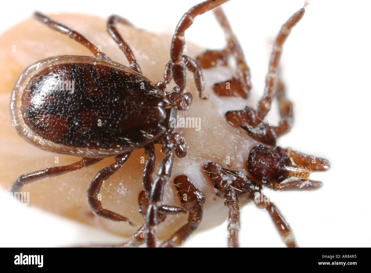 Extreme close-up of a deux ticks de l'accouplement. La tique mâle est le petit sombre Banque D'Images