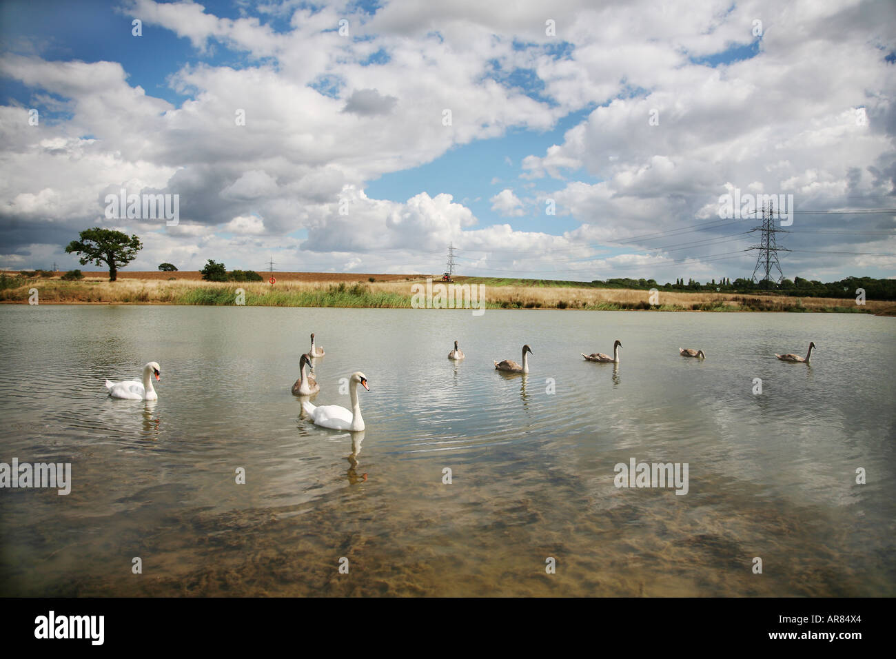 Piscine cygnes sur un lac dans le Kent Banque D'Images