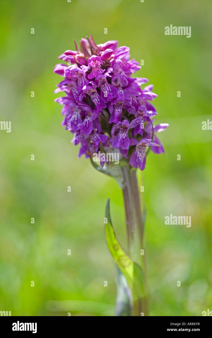 Feuillus Marsh Orchid (Dactylorhiza majalis) AKA Western Marsh Orchid. Mai. Achill Island County Mayo Irlande Banque D'Images