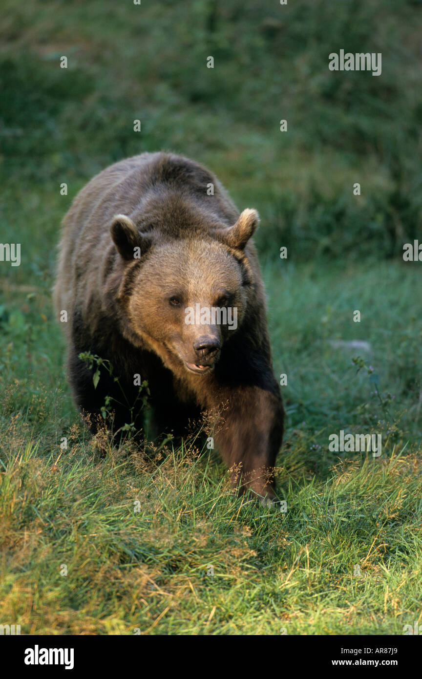 L'ours brun européen, Ursus arctos Banque D'Images