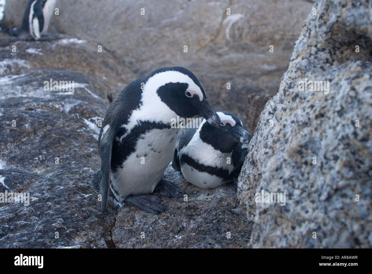 Les pingouins d'Afrique du Sud ont un appel à reconnaître mates et les jeunes La plupart sont monogames et rester ensemble pendant des années Banque D'Images