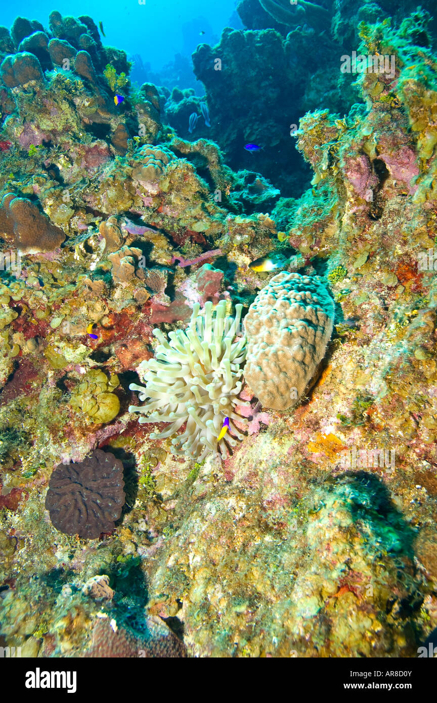 Formation des récifs coralliens colorés avec anemone et bleu et jaune basslet Banque D'Images