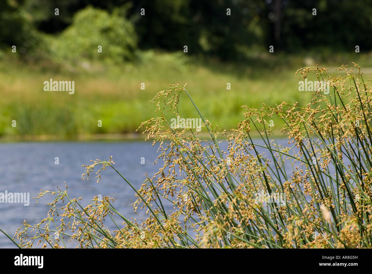 Paysage d'été sur le lac du Minnesota Banque D'Images