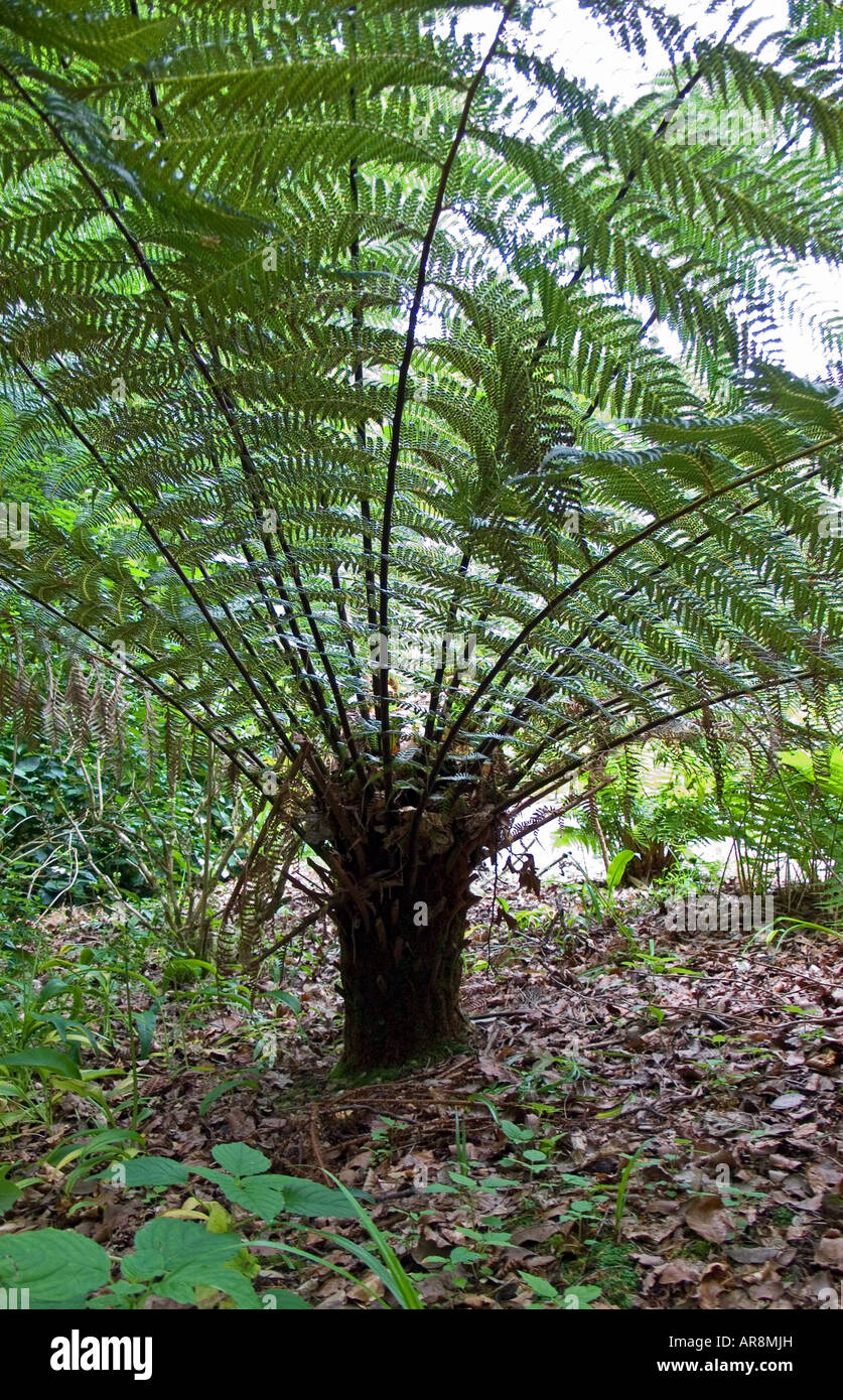 Dicksonia antarctica, Cornwall, England, UK Banque D'Images