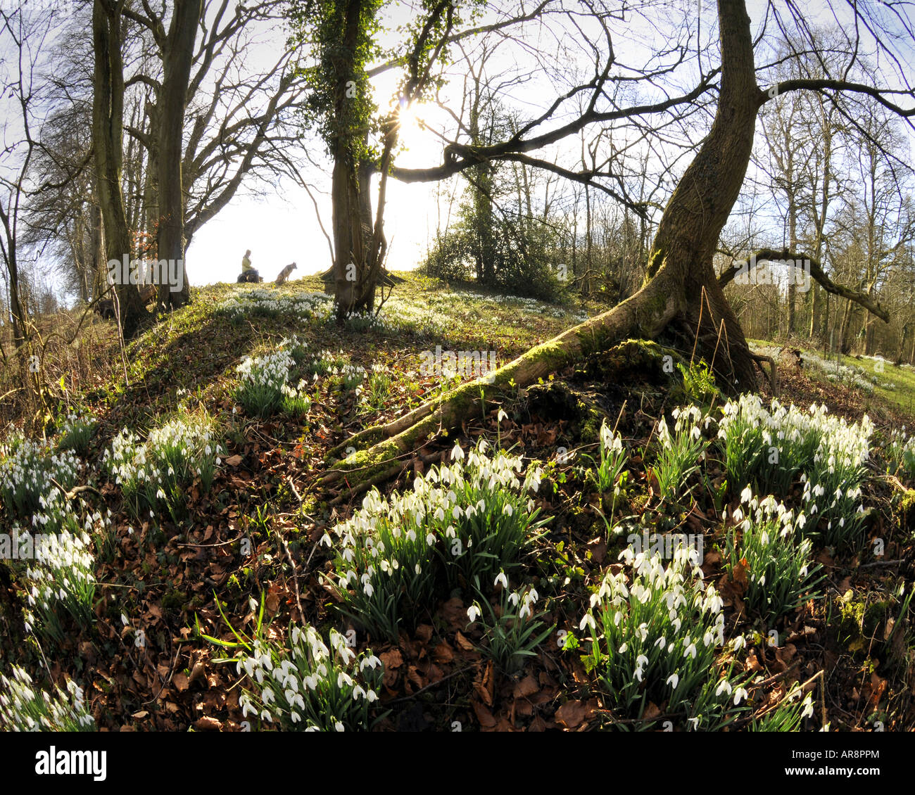 Go - GLOUCESTERSHIRE : perce-neige à Hilcot Woods Banque D'Images