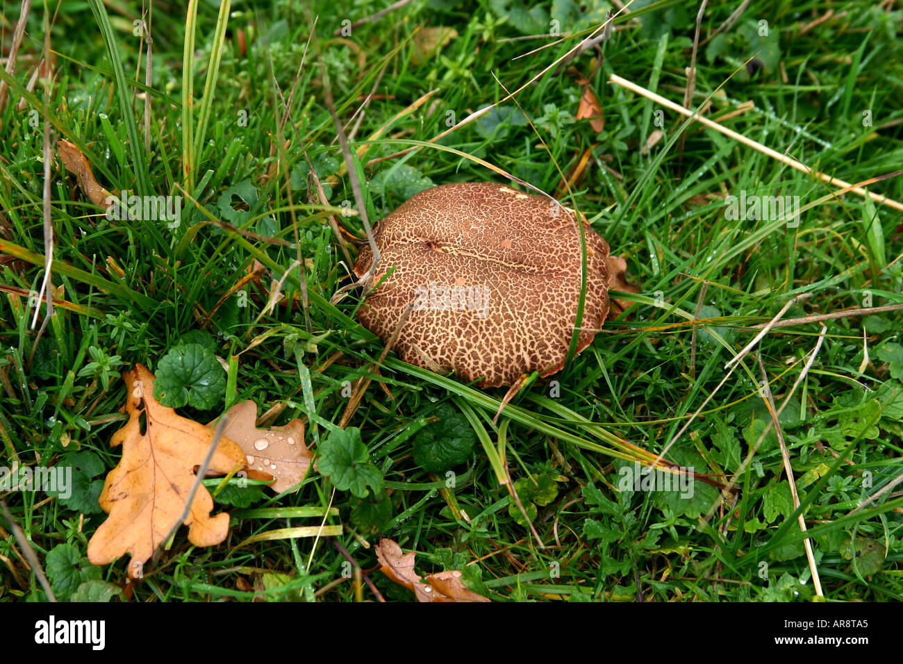 Type champignon champignon dans l'herbe mouillée en automne. Pardalotum Tricoloma. Banque D'Images