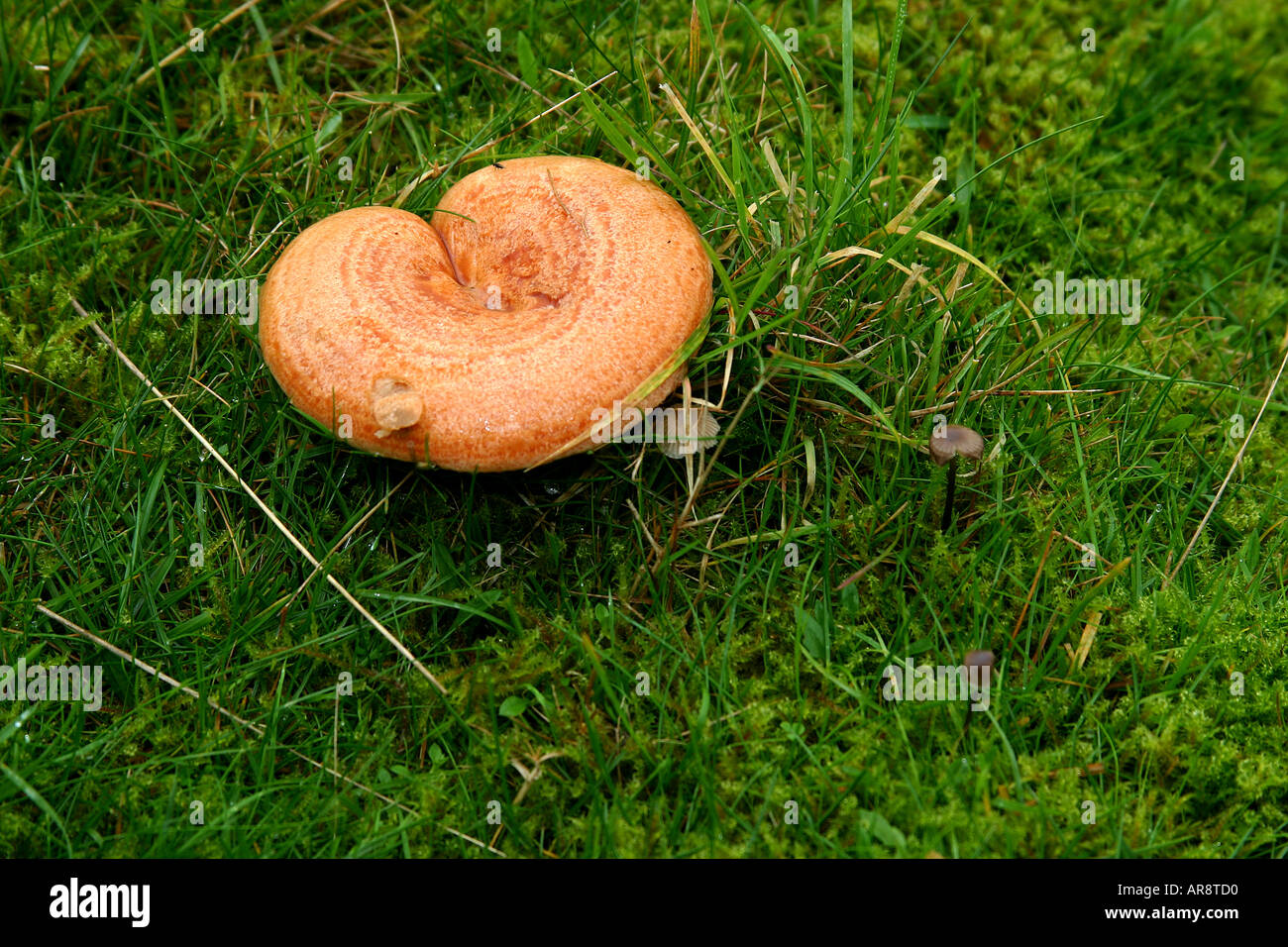 Type champignon champignon dans l'herbe mouillée en automne. Banque D'Images