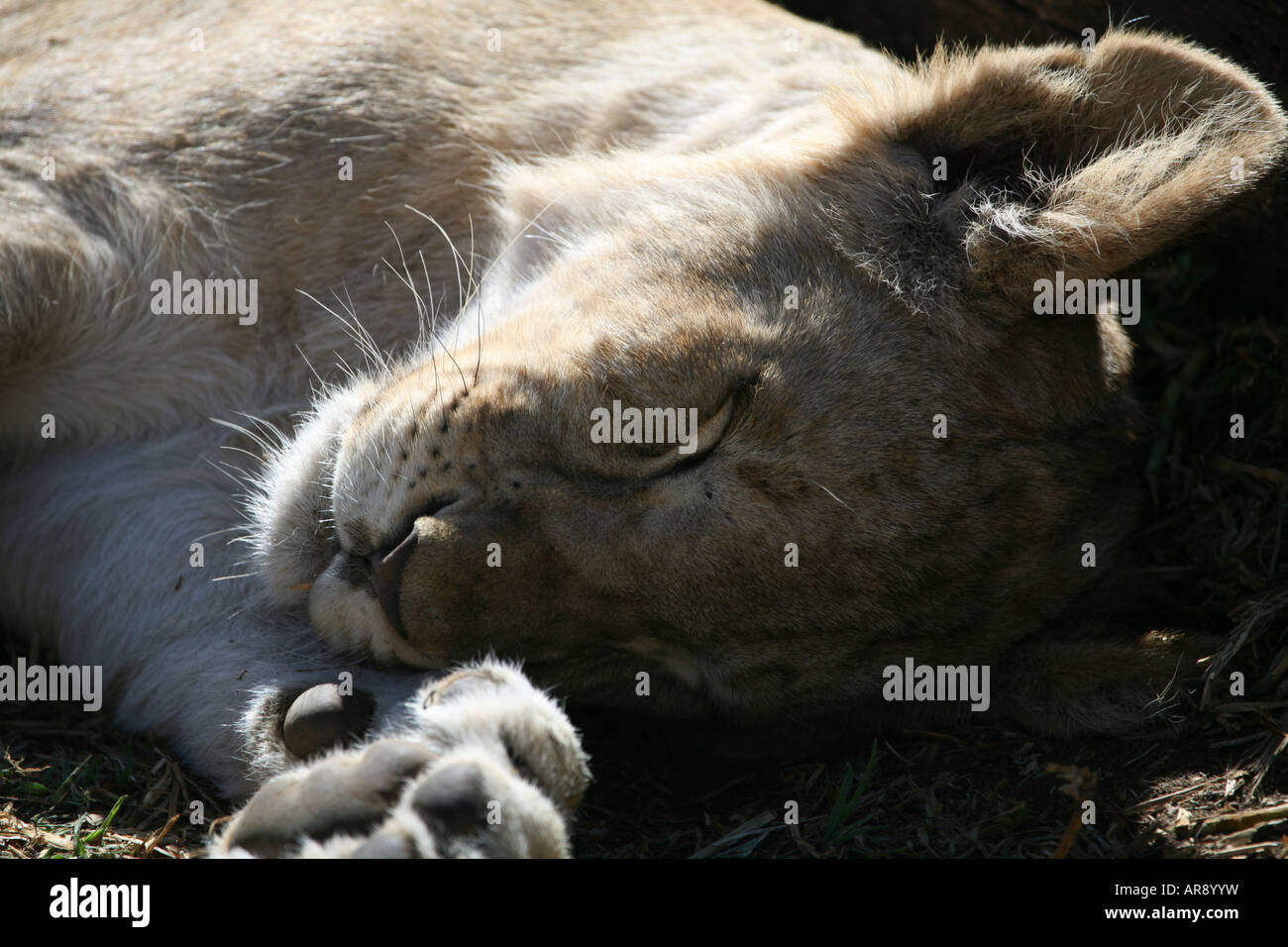 Lion Cub dormir Banque D'Images
