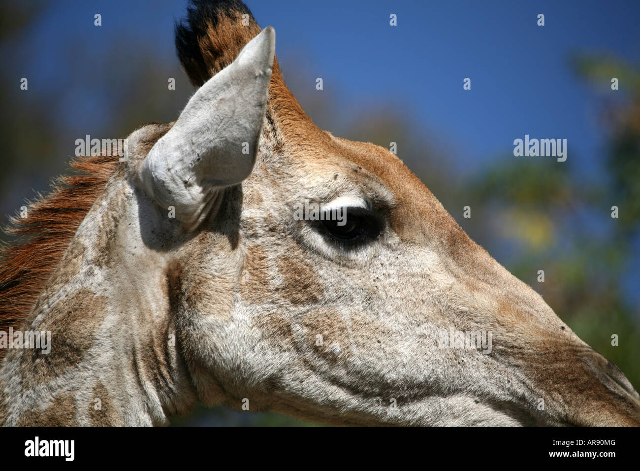 Head shot d'une girafe Banque D'Images