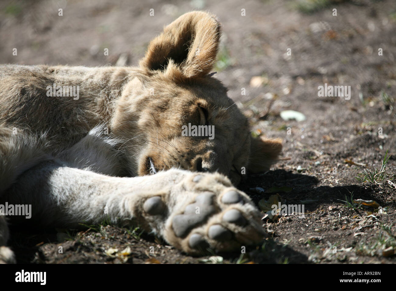 Lion Cub dormir Banque D'Images