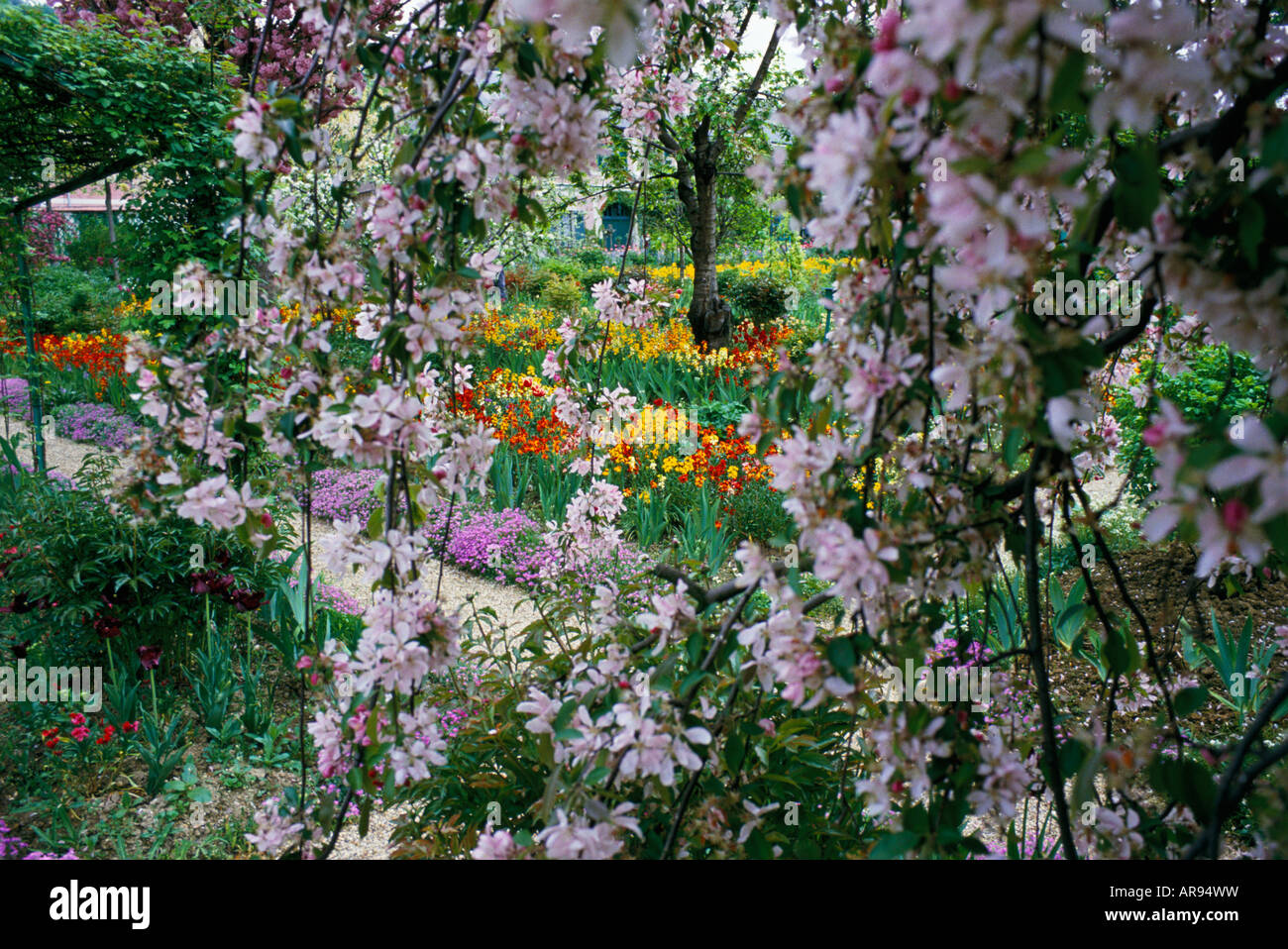 Fleur de cerisier au début de l'été jardin de Giverny Banque D'Images