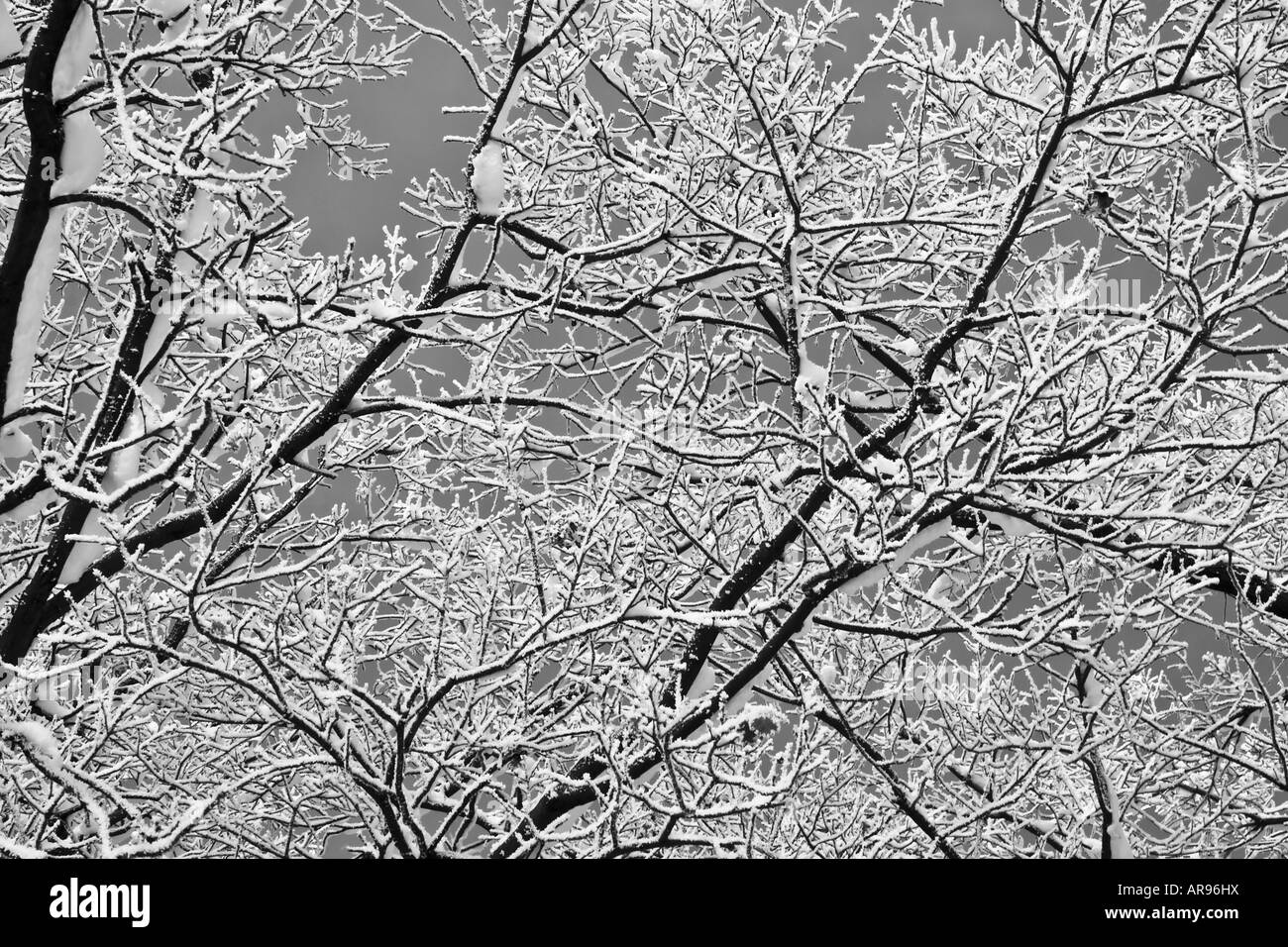 Les branches d'arbres en hiver b&w Banque D'Images