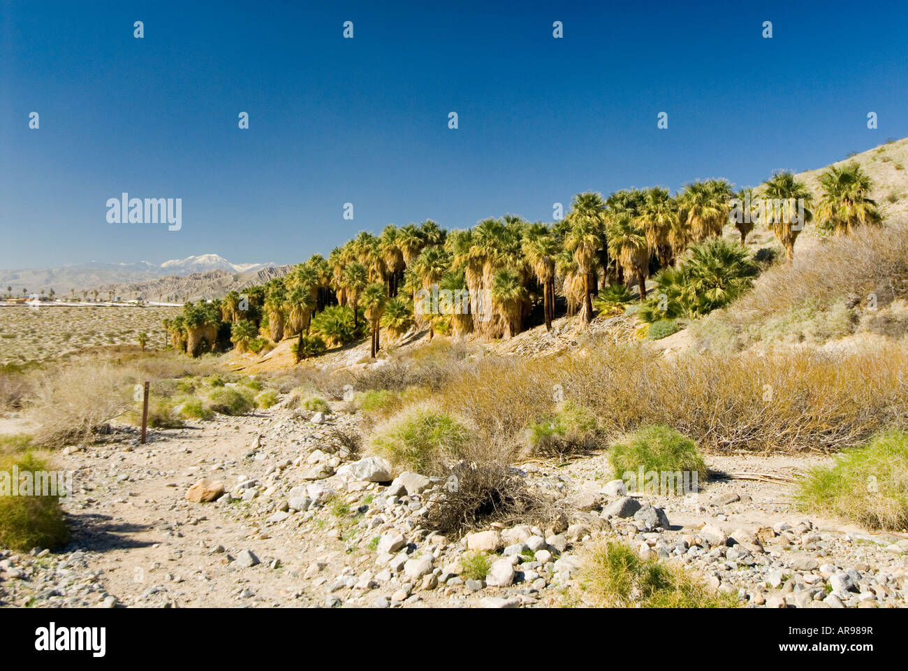 Fan Palm Oasis de la vallée de Coachella faille de San Andreas en Californie thousand palms Banque D'Images