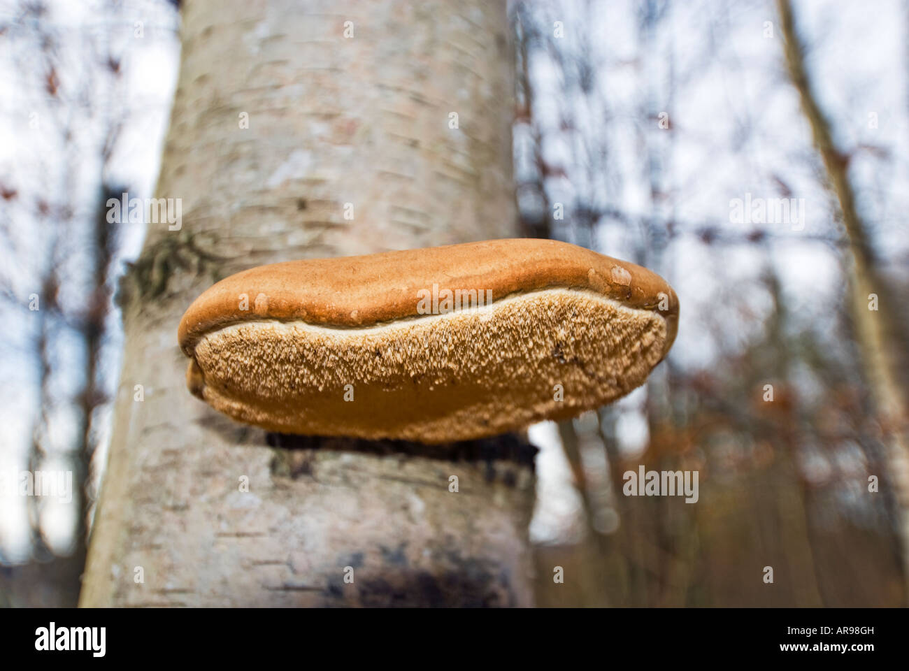 Sur l'écorce de bouleau bois forêt champignons germent sprouting arbre germées treemushroom Xylobiont Amadou Banque D'Images