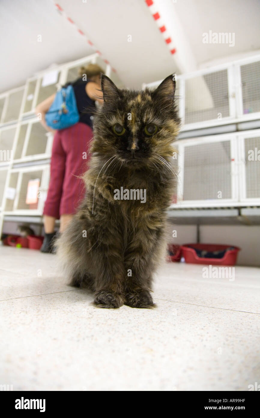 La salle de quarantaine de la Torre Argentina Cat Sanctuary à Rome Italie Banque D'Images