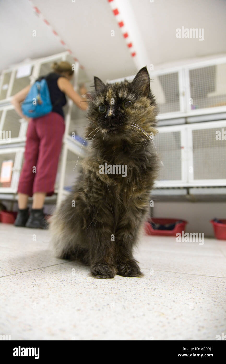Un chat à la Torre Argentina Cat Sanctuary à Rome Italie Banque D'Images