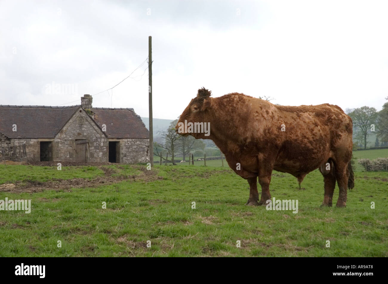 Image d'un taureau magnifique . La photo a été prise dans le Derbyshire en Angleterre. Banque D'Images