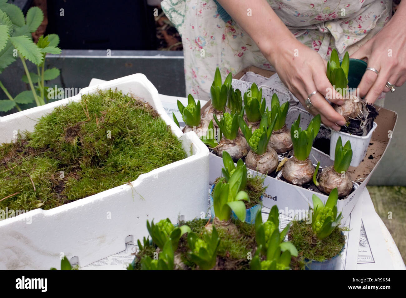 La plantation des bulbes de jacinthe pour Noël Banque D'Images