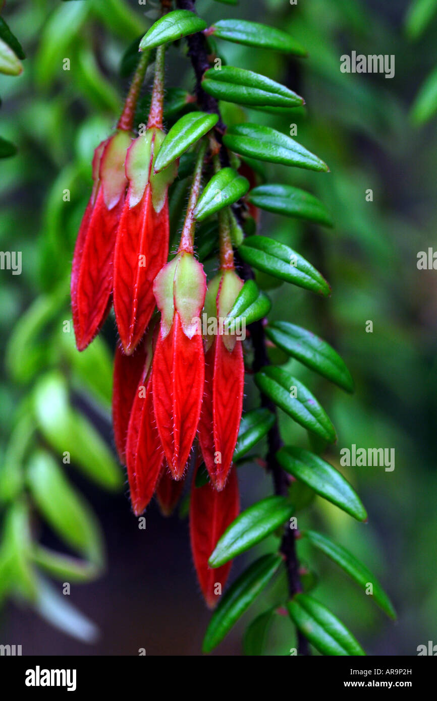 Close-up of a Agapetes flower Banque D'Images