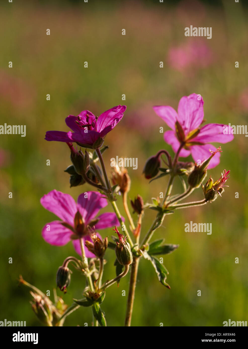 Géranium sanguin (Geranium viscossissimum collante), montagnes Rocheuses, Montana, USA Banque D'Images