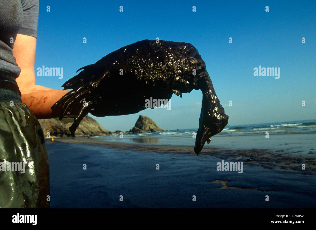 Déversement de pétrole en mer du Nord britannique et l'oiseau mort SB Banque D'Images