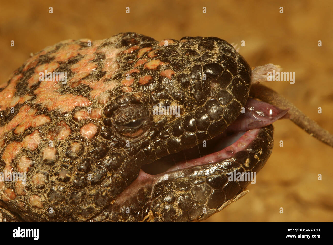 Heloderma suspectum Gila Monster est une espèce de lézard venimeux originaire du sud-ouest des États-Unis et du nord du Mexique Banque D'Images