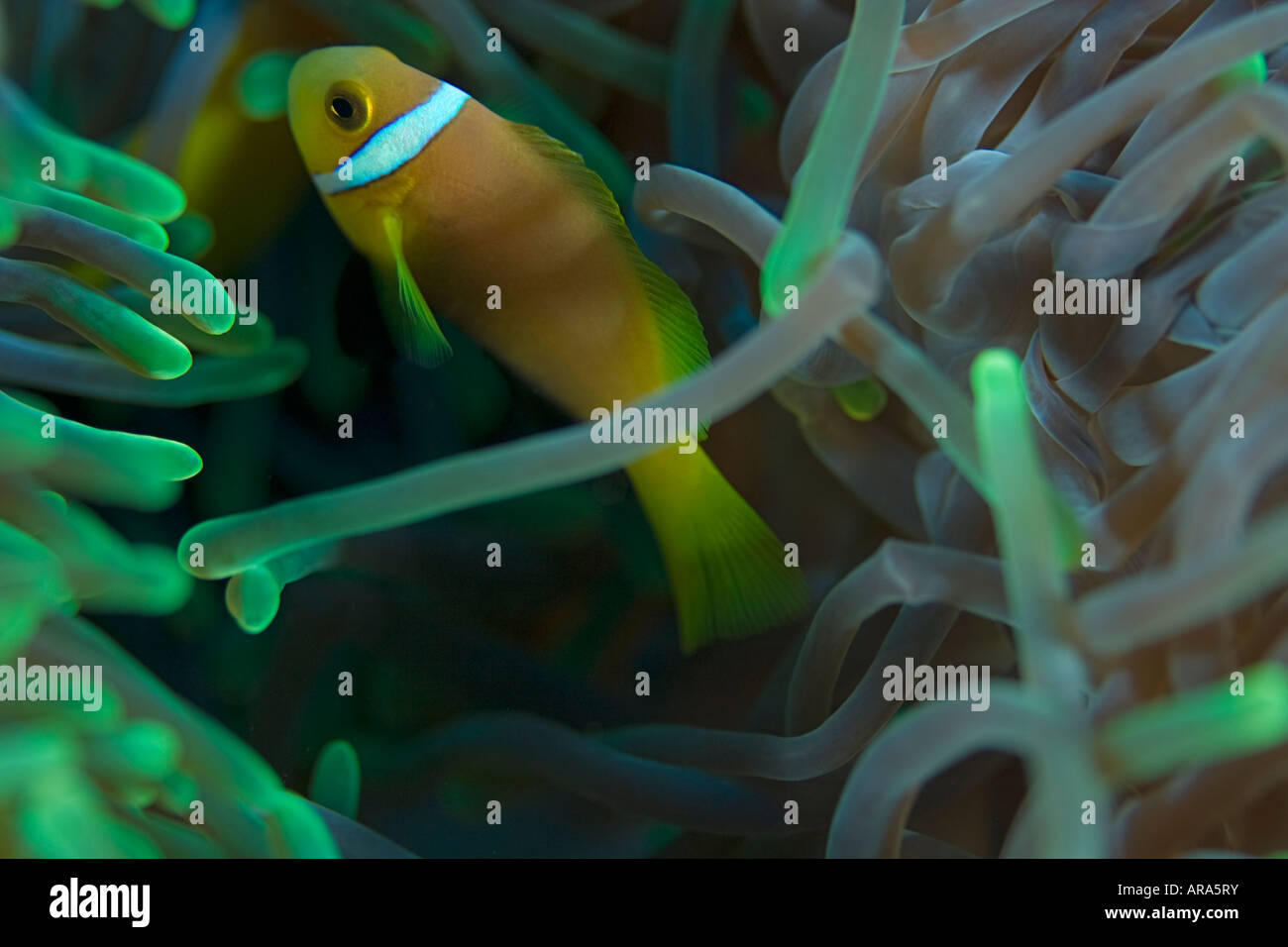 Maldives poisson clown (amphiprion nigripes) dans une anémone de mer verte Banque D'Images