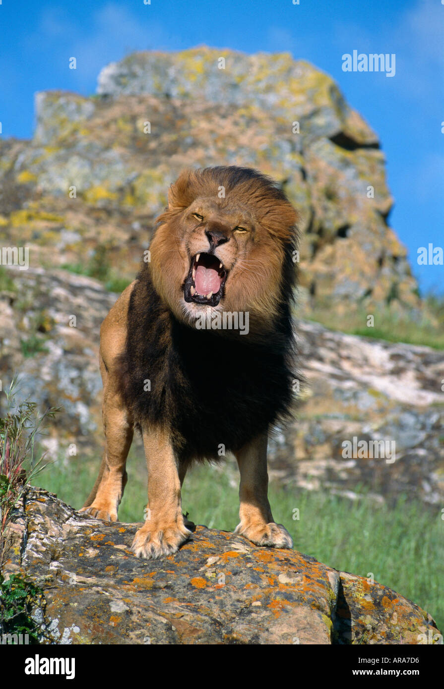 Roaring lion mâle Banque D'Images