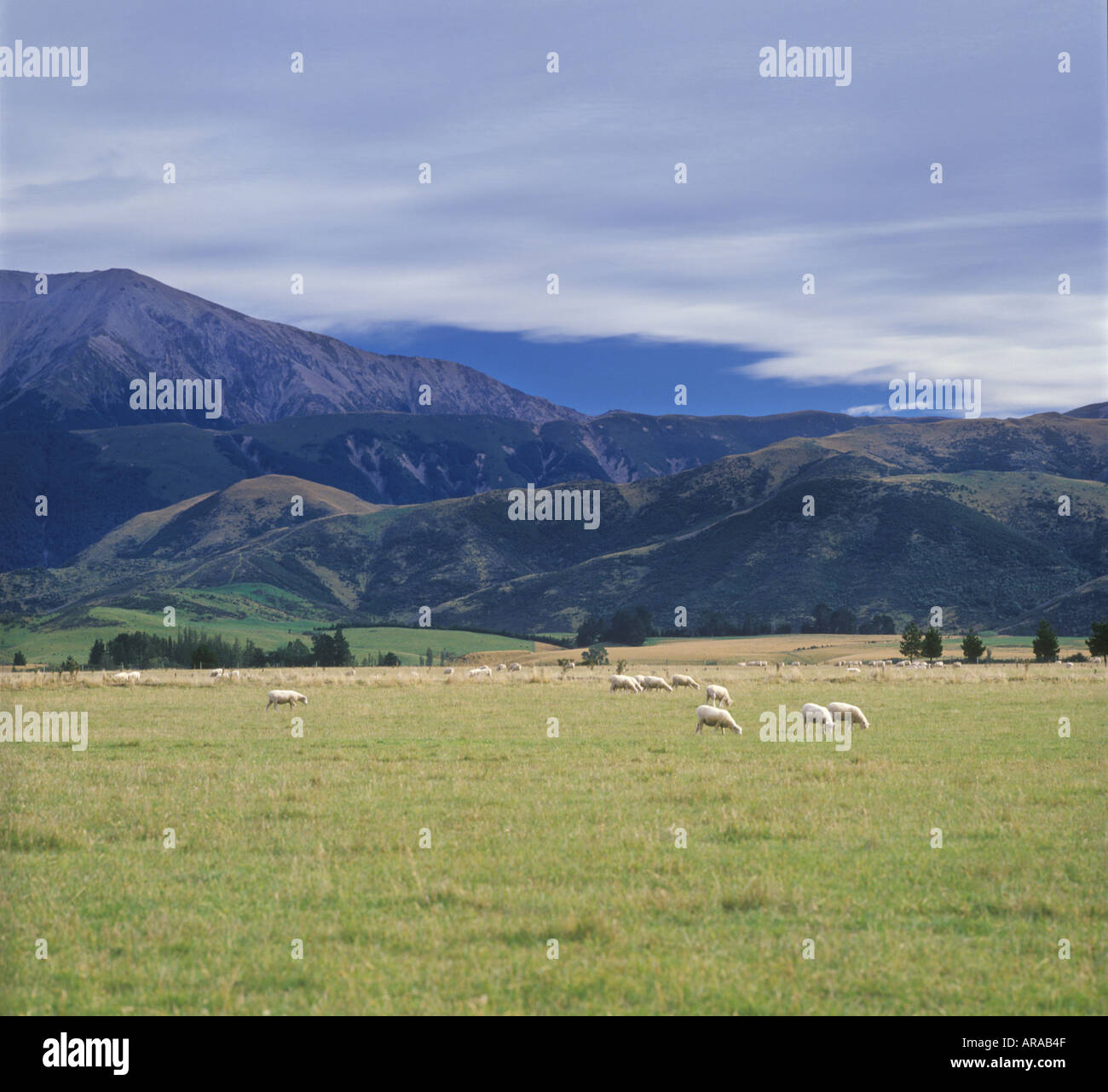 Moutons de Nouvelle-Zélande Banque D'Images