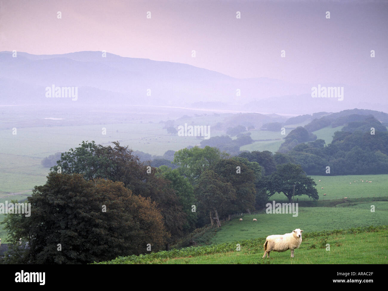 Un seul mouton sur le coteau de la vallée de la Dovey Gwynedd Banque D'Images