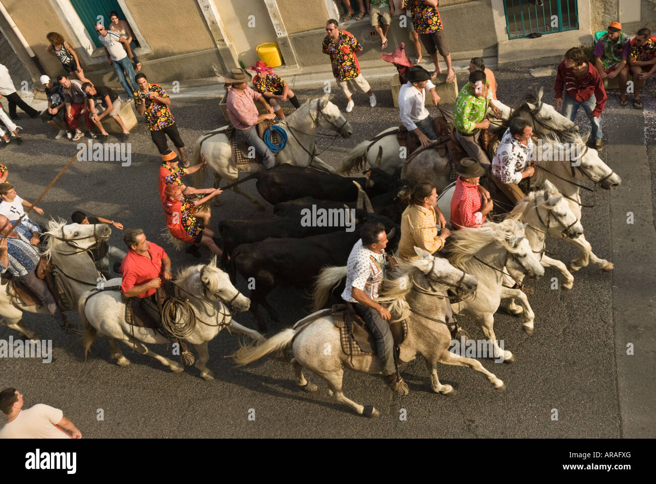 Gardians de camargue chevaux conduire bull run par Aubais près de Nîmes,  Gard, France au cours de la fête annuelle du village Photo Stock - Alamy