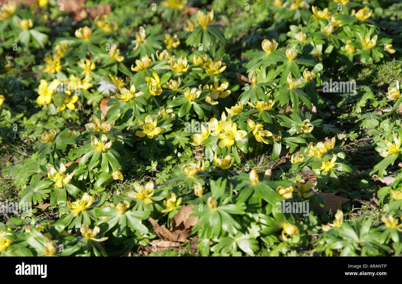 Eranthis hyemalis Ranunculaceae Aconit d'hiver Banque D'Images