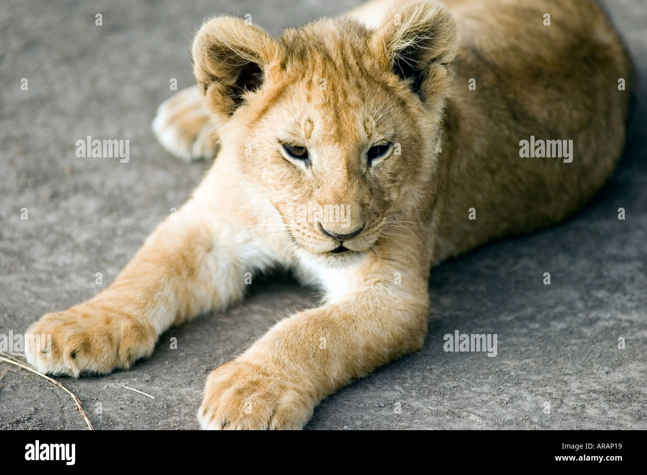 Lion cub joue dans le soleil du soir sur le Masai Mara au Kenya, la savane, l'Afrique de l'Est. Banque D'Images