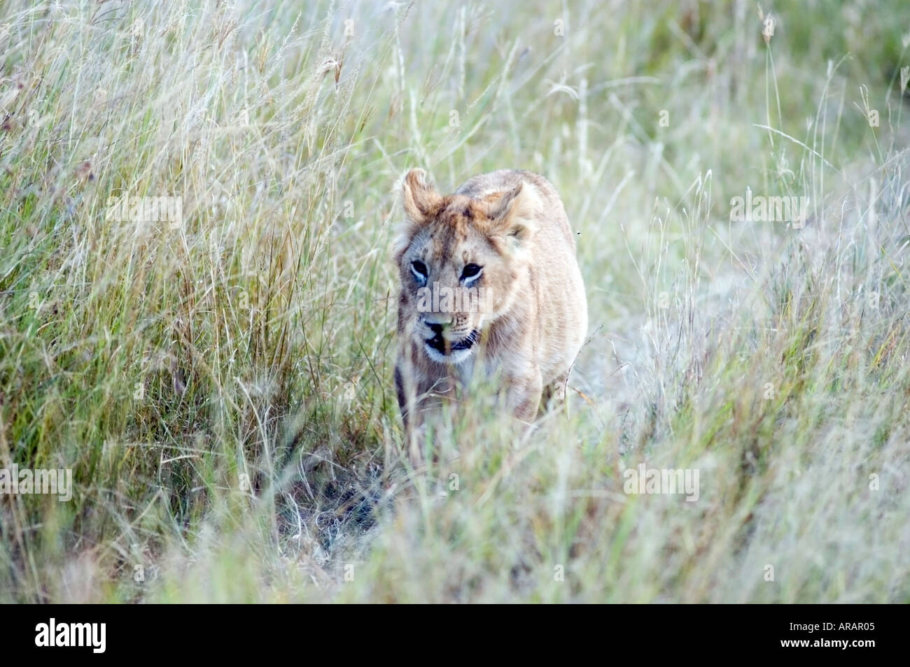 Pride of lions y compris des lionceaux, flânant sur le Masai Mara, Kenya, Afrique de l'Est. Banque D'Images