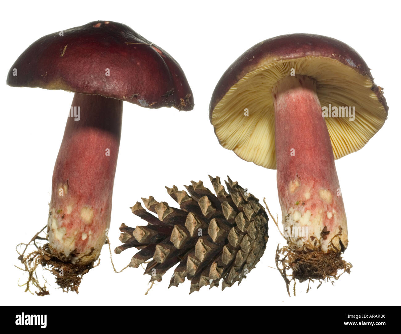 Brittlegill Primrose Champignon. Les branchies du cône de pin sylvestre pour montrer aux conifères association Surrey England Banque D'Images